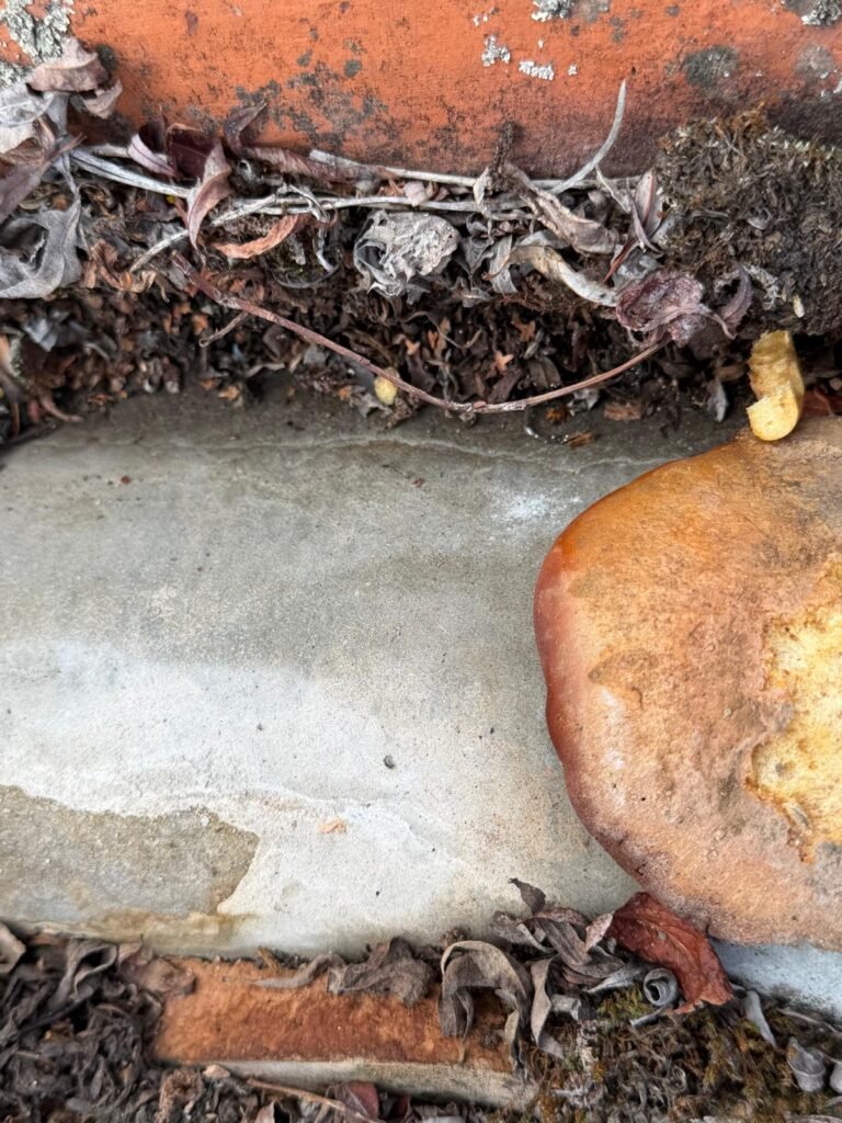 Scellement mortier degrade debris vegetaux toiture