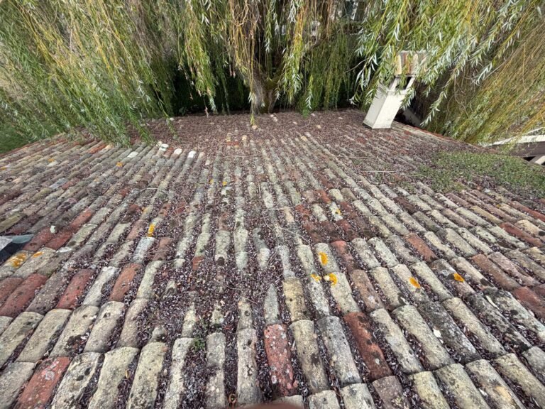 Lichen sur la toiture : simple tache ou vrai danger pour vos tuiles ?